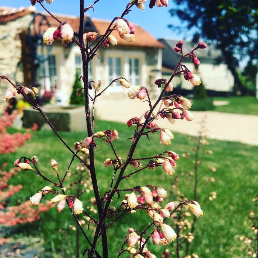 Le Petit Chateau Des Cedres Mouchamps Eksteriør billede